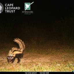 Striped polecat